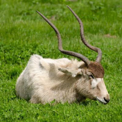 Addax