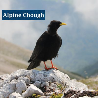 Alpine Chough