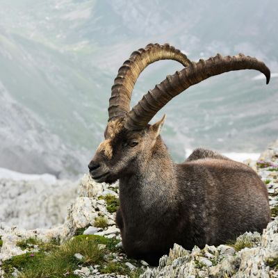 Alpine Ibex