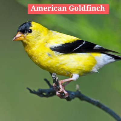 American Goldfinch