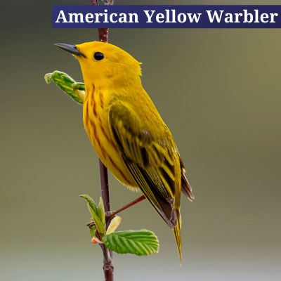 American Yellow Warbler