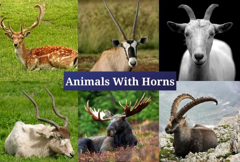 Animals With Horns