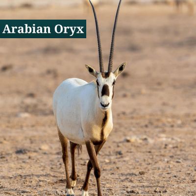 Arabian Oryx