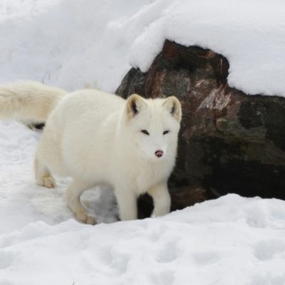 Arctic Fox