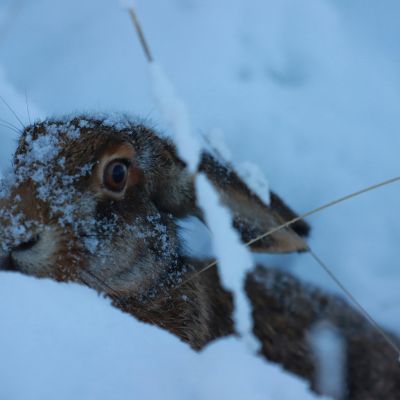 Arctic Hare