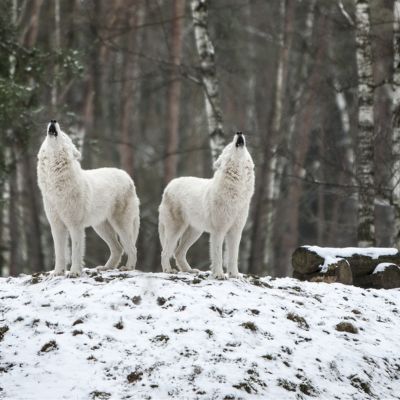 Arctic Wolf