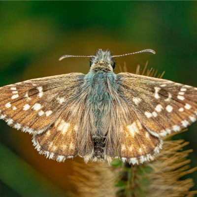 Army Cutworm Moth