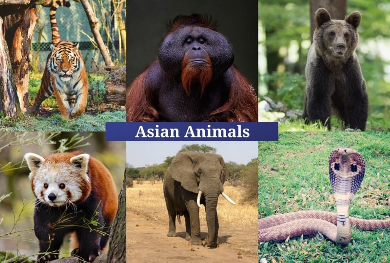 Asian Animals