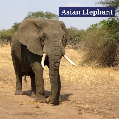 Asian Elephant