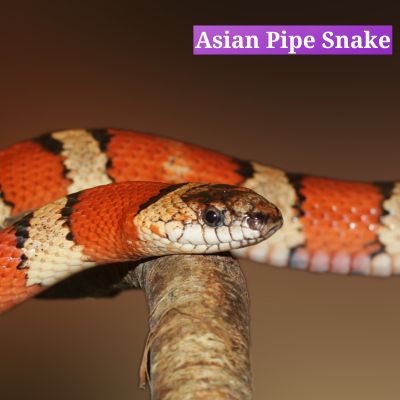 Asian Pipe Snake