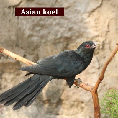 Asian koel