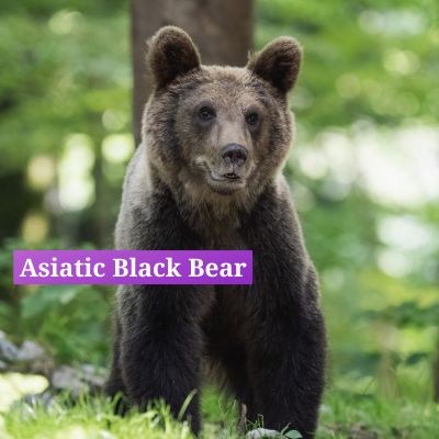 Asiatic Black Bear