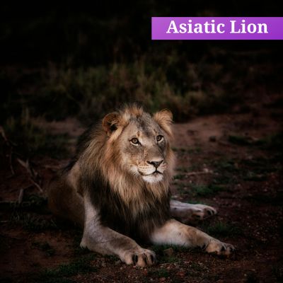 Asiatic Lion