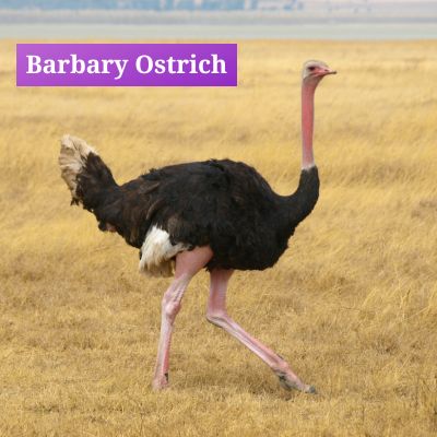 Barbary Ostrich