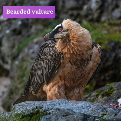 Bearded vulture