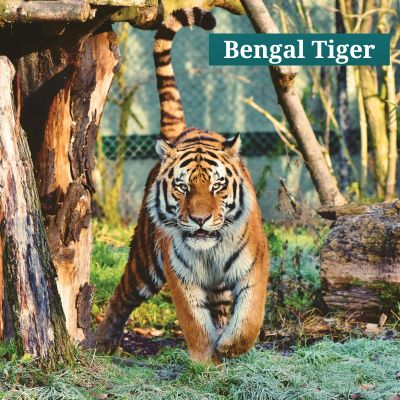 Bengal Tiger