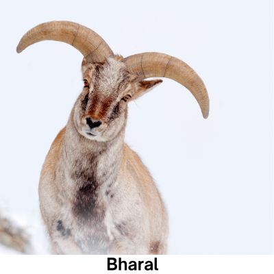 Bharal