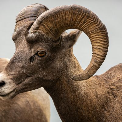 Bighorn Sheep