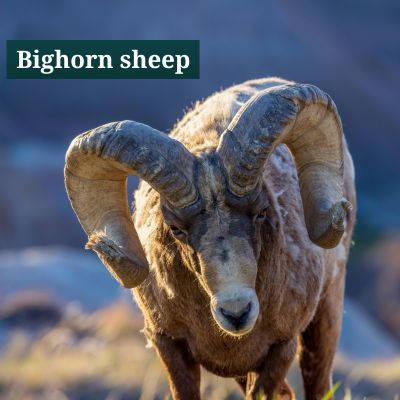 Bighorn sheep