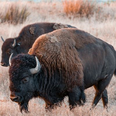 Bison