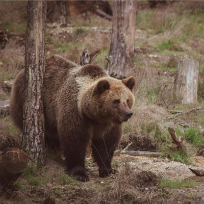 Brown Bear