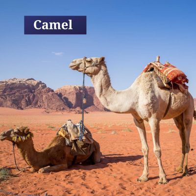 Camel