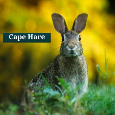 Cape Hare