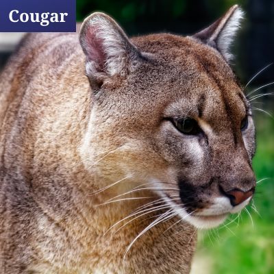 Cougar