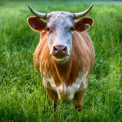 Cow