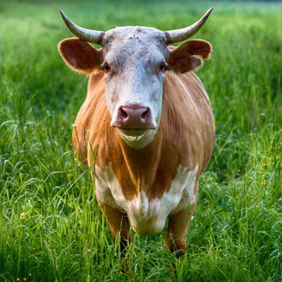 Cow