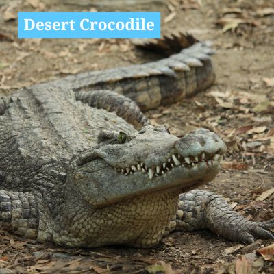 Desert Crocodile