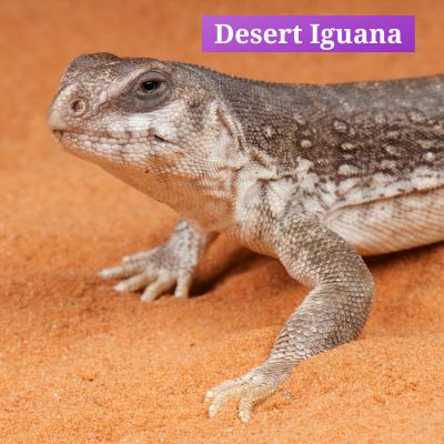 Desert Iguana