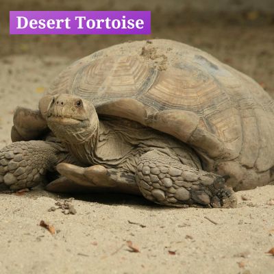 Desert Tortoise