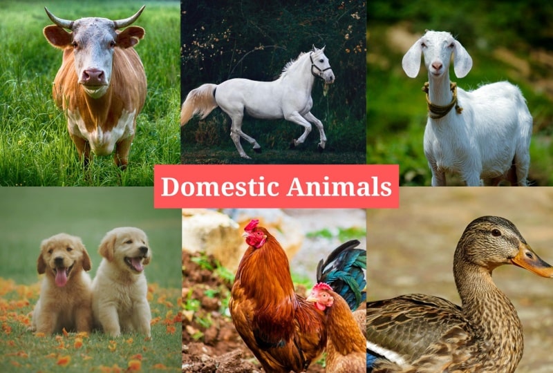 Domestic Animals