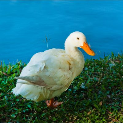 Duck