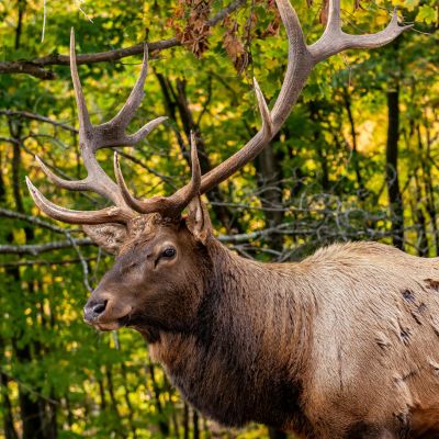 ELK