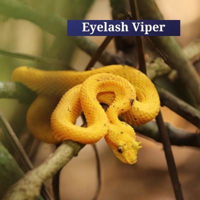 Eyelash Viper