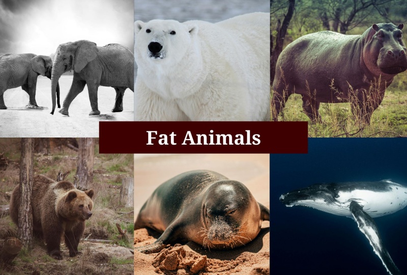 Fat Animals