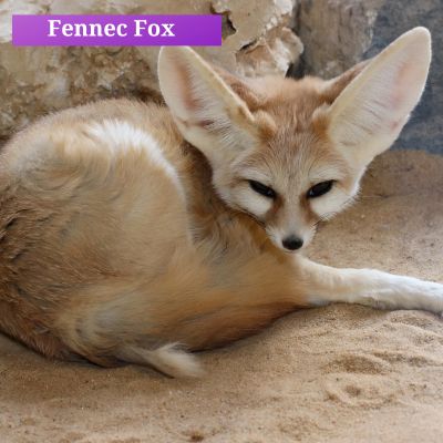 Fennec Fox