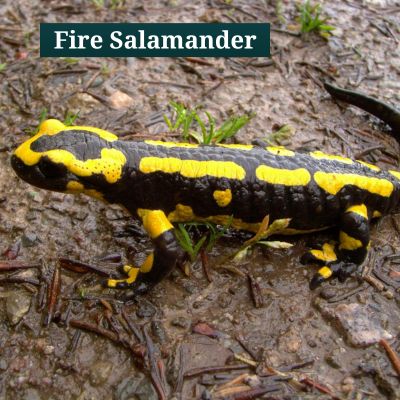 Fire Salamander