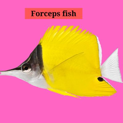 Forceps fish