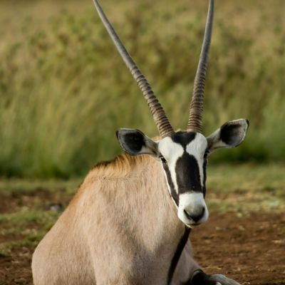 Gemsbok