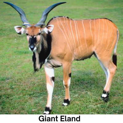 Giant Eland