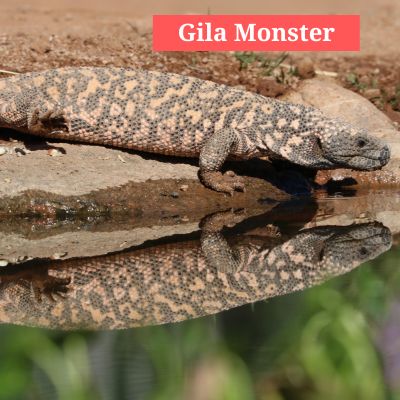 Gila Monster