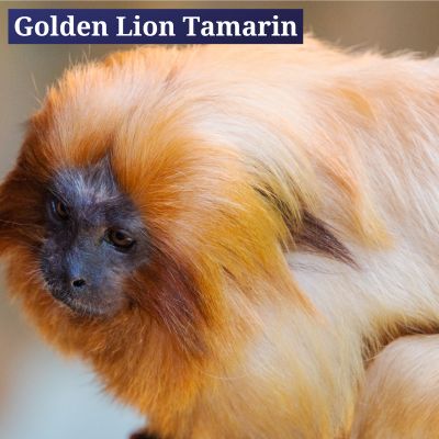 Golden Lion Tamarin