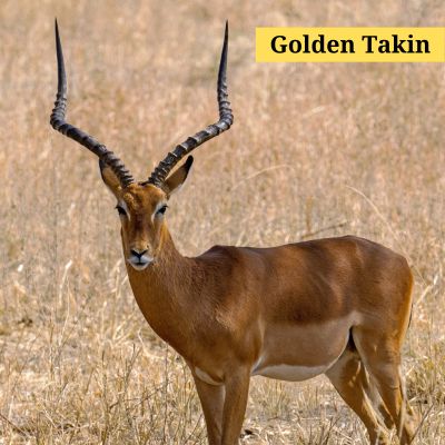 Golden Takin