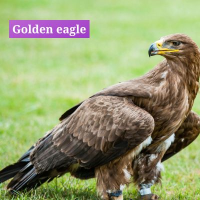 Golden eagle