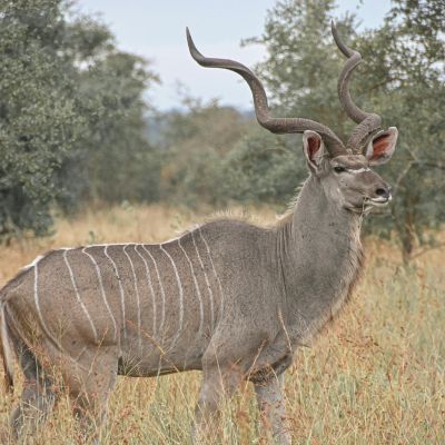 Greater kudu