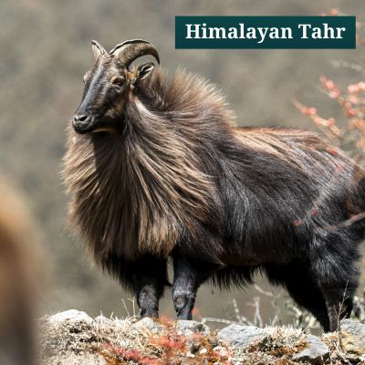 Himalayan Tahr