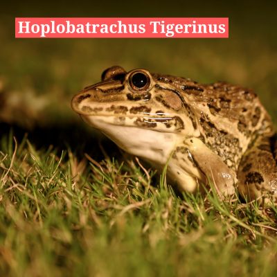 Hoplobatrachus Tigerinus